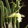 Орхидея Каттлея кремовая д12 фото 5 &mdash; Luxury Plants