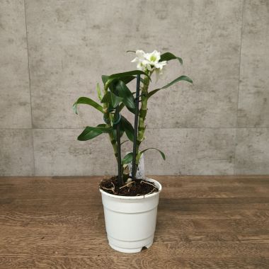 Орхидея Дендробиум Нобиле белая уценка &mdash; Luxury Plants