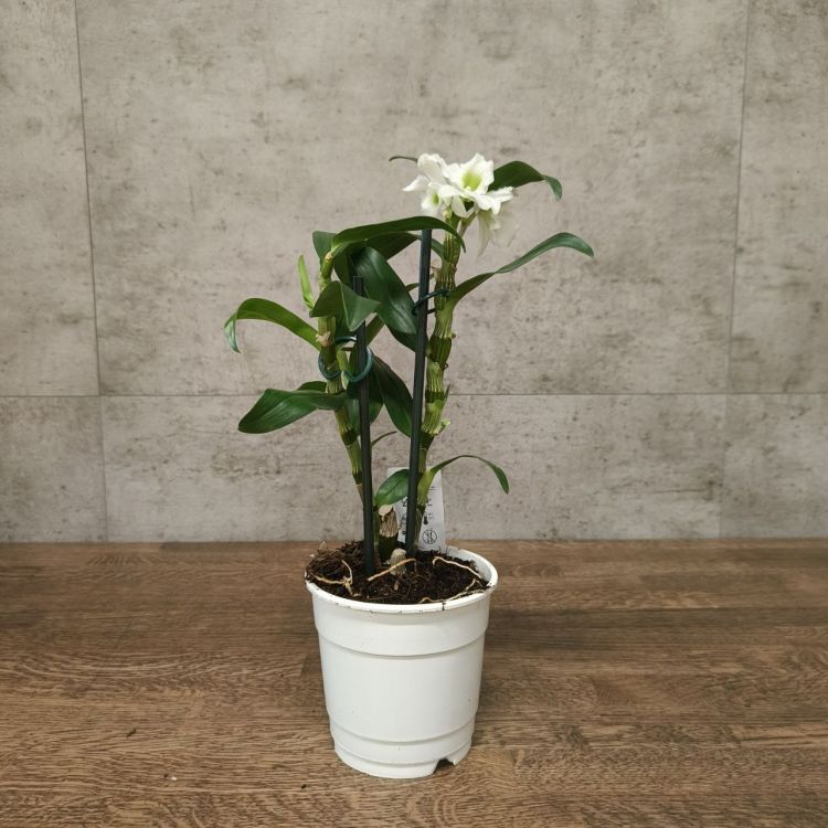 Орхидея Дендробиум Нобиле белая уценка фото 1 &mdash; Luxury Plants