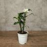 Орхидея Дендробиум Нобиле белая уценка фото 1 &mdash; Luxury Plants