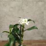 Орхидея Дендробиум Нобиле белая уценка фото 2 &mdash; Luxury Plants