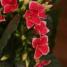 Каланхоэ розовое-белое 25/10 фото 2 &mdash; Luxury Plants