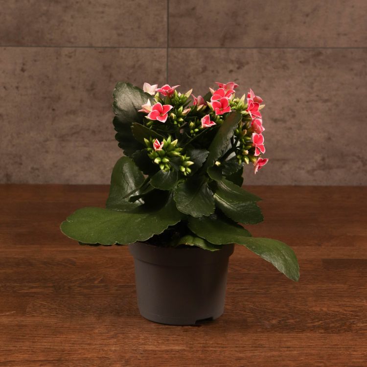 Каланхоэ розовое-белое 25/10 фото 1 &mdash; Luxury Plants