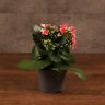 Каланхоэ розовое-белое 25/10 фото 1 &mdash; Luxury Plants