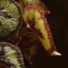 Бегония Мейсона Гора д14 фото 3 &mdash; Luxury Plants