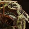 Бегония Мейсона Гора д14 фото 5 &mdash; Luxury Plants