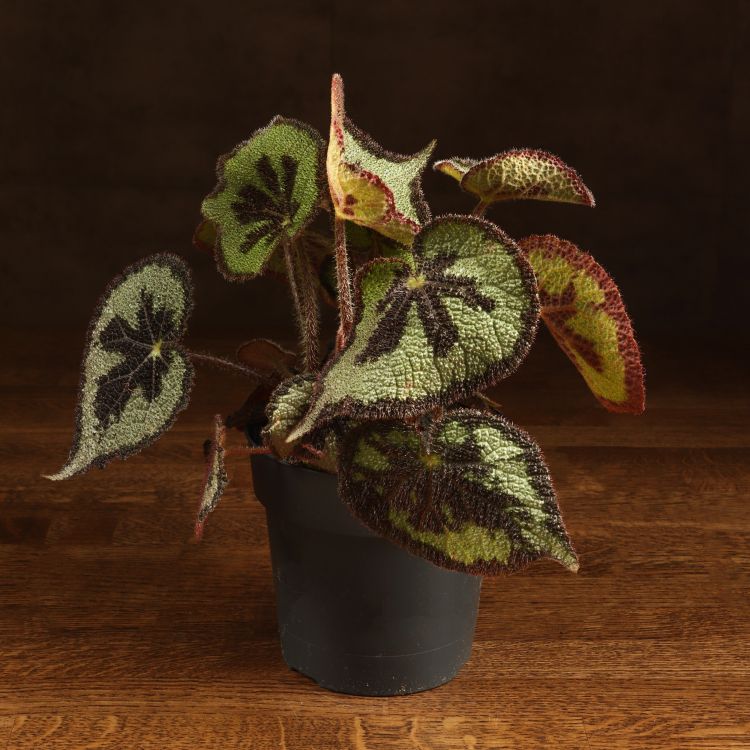 Бегония Мейсона Гора д14 фото 1 &mdash; Luxury Plants