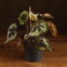 Бегония Мейсона Гора д14 фото 1 &mdash; Luxury Plants