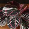 Калатея Розеопикта 25/11 фото 3 &mdash; Luxury Plants