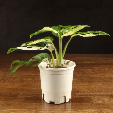Монстера Адансона Альба вариегата 25/10 &mdash; Luxury Plants