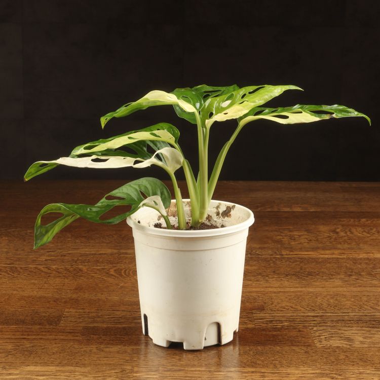 Монстера Адансона Альба вариегата 25/10 фото 1 &mdash; Luxury Plants