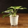 Монстера Адансона Альба вариегата 25/10 фото 1 &mdash; Luxury Plants