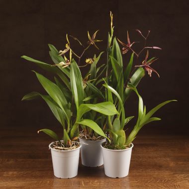 Орхидея Брассия микс D12 &mdash; Luxury Plants