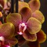 Орхидея Фаленопсис мультифлора Сого Лоуренс 2ст фото 1 &mdash; Luxury Plants