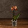 Орхидея Фаленопсис мультифлора Сого Лоуренс 2ст фото 2 &mdash; Luxury Plants