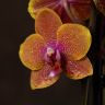 Орхидея Фаленопсис мультифлора Сого Лоуренс 2ст фото 3 &mdash; Luxury Plants