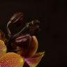 Орхидея Фаленопсис мультифлора Сого Лоуренс 2ст фото 4 &mdash; Luxury Plants