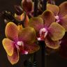 Орхидея Фаленопсис мультифлора Сого Лоуренс 2ст фото 5 &mdash; Luxury Plants