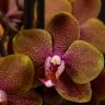 Орхидея Фаленопсис мультифлора Сого Лоуренс 2ст фото 6 &mdash; Luxury Plants