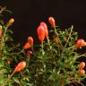 Гранат 30/14 фото 2 &mdash; Luxury Plants