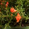 Гранат 30/14 фото 4 &mdash; Luxury Plants
