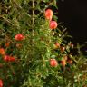 Гранат 30/14 фото 5 &mdash; Luxury Plants