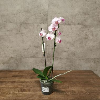 Орхидея Фаленопсис  Fong Tien's Amapearl уценка &mdash; Luxury Plants