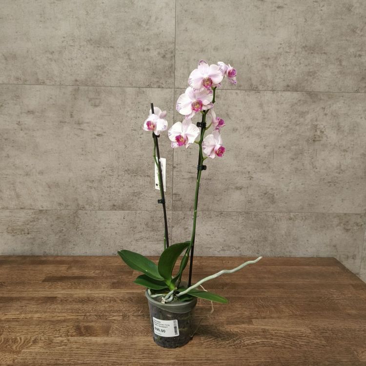 Орхидея Фаленопсис  Fong Tien's Amapearl уценка фото 1 &mdash; Luxury Plants