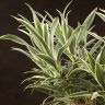Драцена Рефлекса Валентина переплетенная 65/19 фото 4 &mdash; Luxury Plants