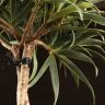 Драцена Рефлекса Валентина переплетенная 65/19 фото 5 &mdash; Luxury Plants