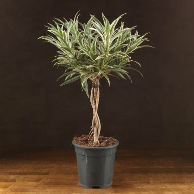 Драцена Рефлекса Валентина переплетенная 65/19 &mdash; Luxury Plants