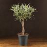 Драцена Рефлекса Валентина переплетенная 65/19 фото 1 &mdash; Luxury Plants
