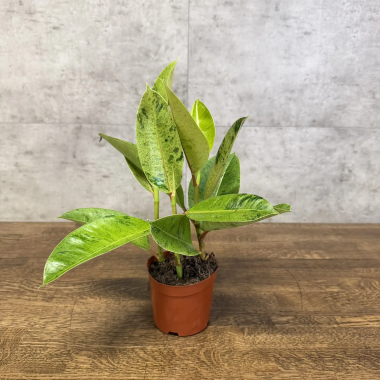 Фикус Эластика Шрайвериана 25/11 &mdash; Luxury Plants