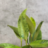 Фикус Эластика Шрайвериана 25/11 фото 3 &mdash; Luxury Plants