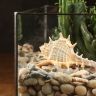 Флорариум "Остров Фантазий" с эуфорбией фото 2 &mdash; Luxury Plants