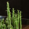 Флорариум "Остров Фантазий" с эуфорбией фото 4 &mdash; Luxury Plants