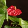 Антуриум Андрианум Дакота красный D17 фото 2 &mdash; Luxury Plants