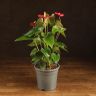 Антуриум Андрианум Дакота красный D17 фото 1 &mdash; Luxury Plants