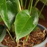 Антуриум Андрианум Дакота красный D17 фото 3 &mdash; Luxury Plants