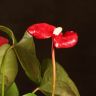 Антуриум Андрианум Дакота красный D17 фото 4 &mdash; Luxury Plants