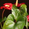 Антуриум Андрианум Дакота красный D17 фото 5 &mdash; Luxury Plants