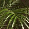 Финик Робелини 130/40 фото 2 &mdash; Luxury Plants