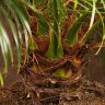 Финик Робелини 130/40 фото 3 &mdash; Luxury Plants