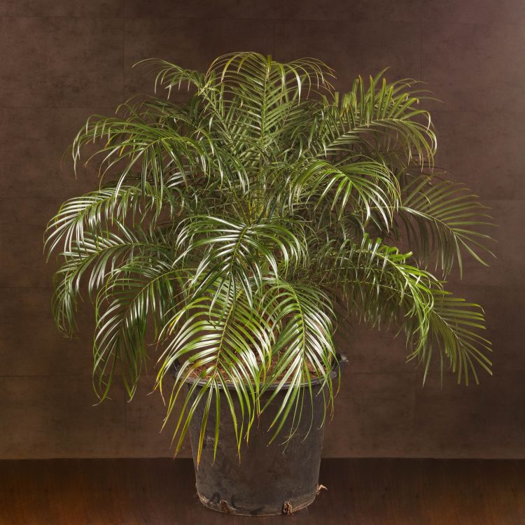 Финик Робелини 130/40 фото 1 &mdash; Luxury Plants