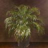 Финик Робелини 130/40 фото 1 &mdash; Luxury Plants