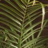 Финик Робелини 130/40 фото 5 &mdash; Luxury Plants
