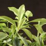 Кумкват 75/21 фото 4 &mdash; Luxury Plants
