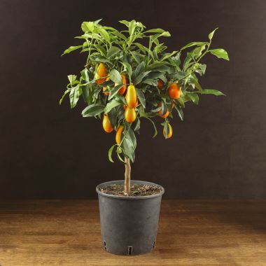 Кумкват 75/21 &mdash; Luxury Plants