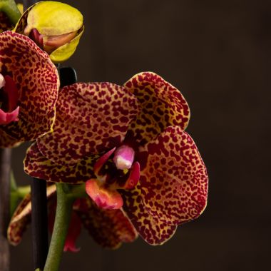 Орхидея Фаленопис Леопард 2 ст &mdash; Luxury Plants