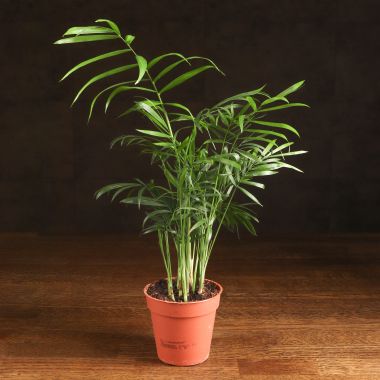 Хамедорея 35/9 &mdash; Luxury Plants